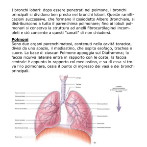 37 I bronchi lobari: dopo essere penetrati nel polmone, i
