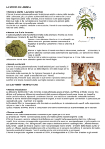 LA STORIA DE L`HENNA • Henna la pianta (Lawsonia