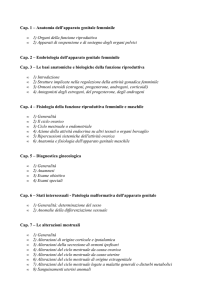 Cap. 1 – Anatomia dell`apparato genitale femminile 1) Organi della