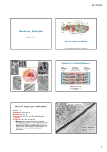 Membrane _Biologiche Unità di misura per riferimento