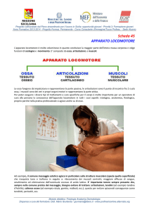 Fisiologia Anatomia Dermatologia - Schede 45