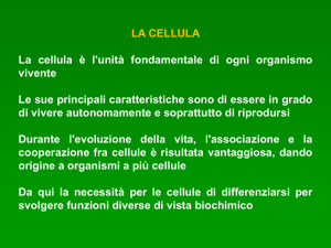 CLOROPLASTO Organello delimitato da un involucro a doppia