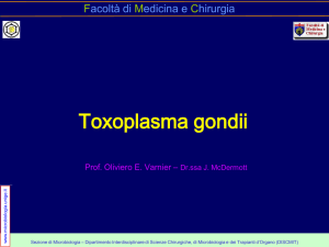 Toxoplasma gondii - Sezione di Microbiologia