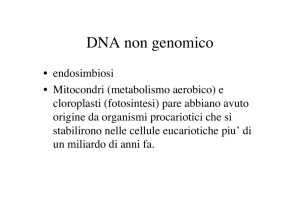 8-DNA extracro