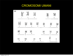 cromosomi umani