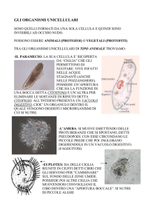 gli organismi unicellulari - Istituto Comprensivo Lari