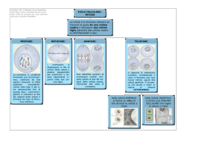 CICLO CELLULARE : MITOSI La mitosi è la divisione cellulare at