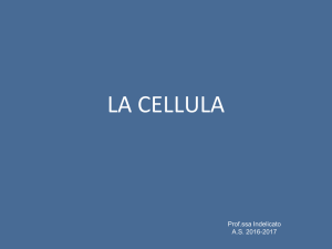 la cellula - I.T.I.S. Fermi