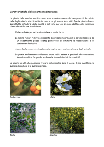 Caratteristiche delle piante mediterranee - Digilander