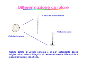 differenzazione cellulare - Progetto e