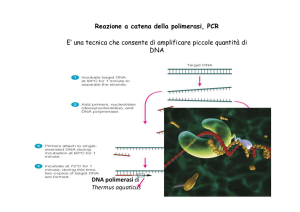 Reazione a catena della polimerasi, PCR E` una tecnica che