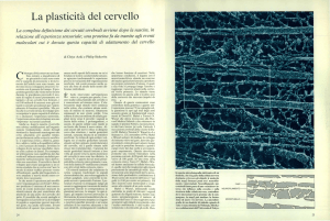 La plasticità del cervello