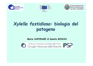 Xylella fastidiosa: biologia del patogeno