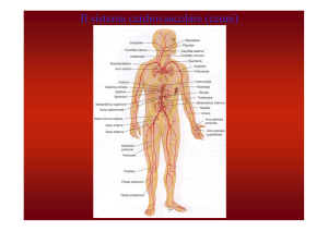 Il sistema cardiovascolare (cenni)