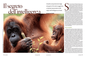 L`insolito comportamento degli orangutan di Sumatra