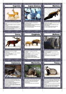 Carte di animali – pdf