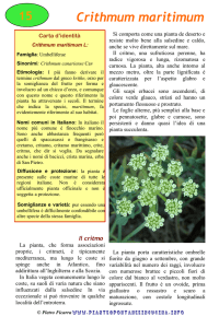 Crithmum maritimum - Piante spontanee in cucina