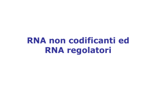 (Microsoft PowerPoint - RNA non codificanti, RNA regolatori [modalit
