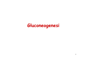 19-Gluconeogenesi e ciclo pentoso fosfati