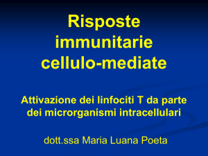 Risposte immunitarie cellulo-mediate Attivazione dei linfociti T da
