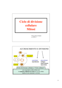 7) Ciclo cellulare e Mitosi