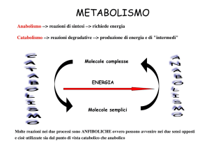 8-Il Metabolismo