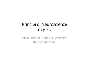 Principi di Neuroscienze Cap 33