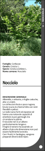 Nocciolo - SardegnaAmbiente