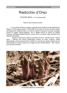 Cicerbita alpina - Custodi Forestali