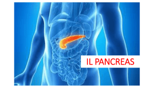 pancreas - anna onofri