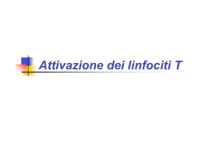 Attivazione linfociti T