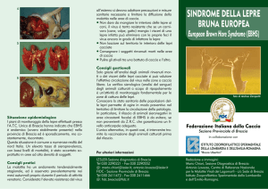 sindrome della lepre bruna europea