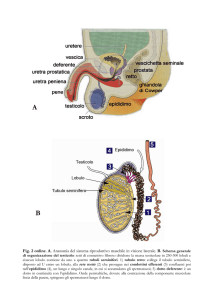 Fig. 2 online. A. Anatomia del sistema riproduttivo maschile in
