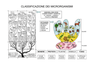 CLASSIFICAZIONE DEI MICRORGANISMI