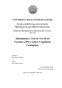 Allestimento e Test in vivo di un Vaccino a DNA contro l`Agalassia