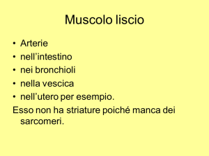 muscolo cardiaco e liscio File