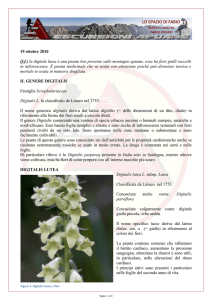 19 ottobre 2010 (f.f.) la digitale lutea è una pianta ben presente sulle