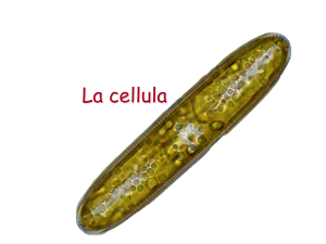 La cellula - WordPress.com