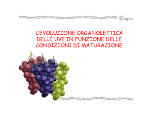 l`evoluzione organolettica delle uve in funzione delle condizioni di