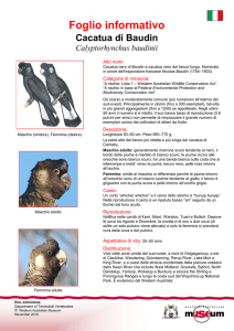 Information Sheet - Baudin`s Cockatoo