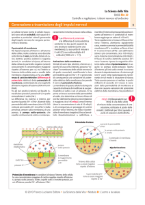 Generazione e trasmissione degli impulsi nervosi