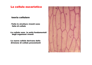 La cellula eucariotica