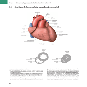 3.4 Struttura della muscolatura cardiaca (miocardio)