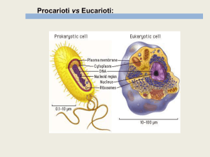 5 Eucarioti e virus