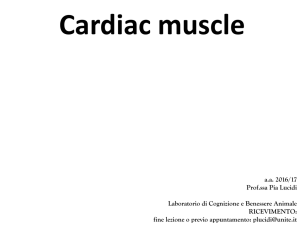 4-cardiac muscle - Progetto e