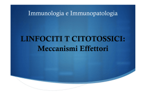 Linfociti T citotossici e Apoptosi