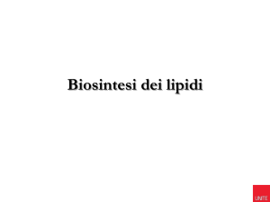 La biosintesi dei lipidi - Progetto e