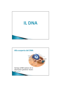 Hertwig nel`800 ipotizzò che le informazioni genetiche fossero nel