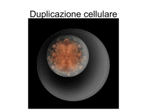 Duplicazione cellulare