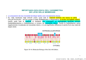 importanza biologica dell`assimmetria dei lipidi delle